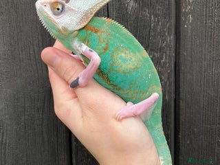 Chameleon reptiles in Downham Market - Advert 10