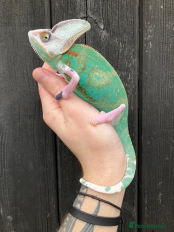 Chameleon reptiles in Downham Market - Advert 2