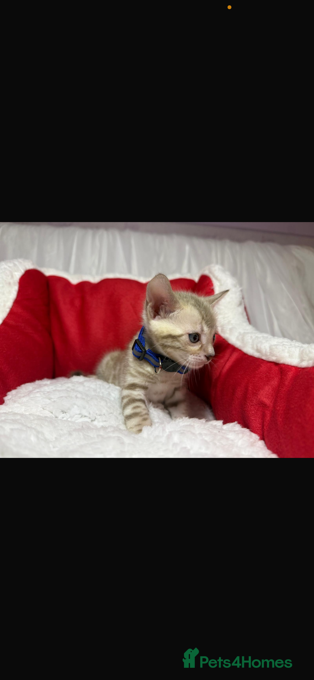 Bengal cats for sale: 🐆Bella's Bengals🐆 - Advert 25