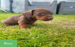 Dachshund dogs for sale: READY NOW Dachshund Puppies - Image 15