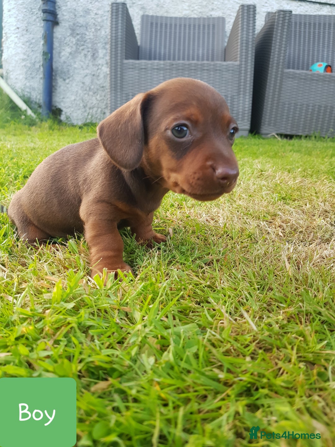 Dachshund dogs for sale: READY NOW Dachshund Puppies - Image 15