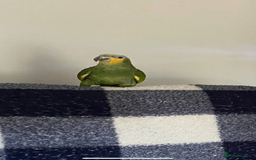 Parrots birds for sale: Stunning orange winged Amazon parrot with cage  - Image 1