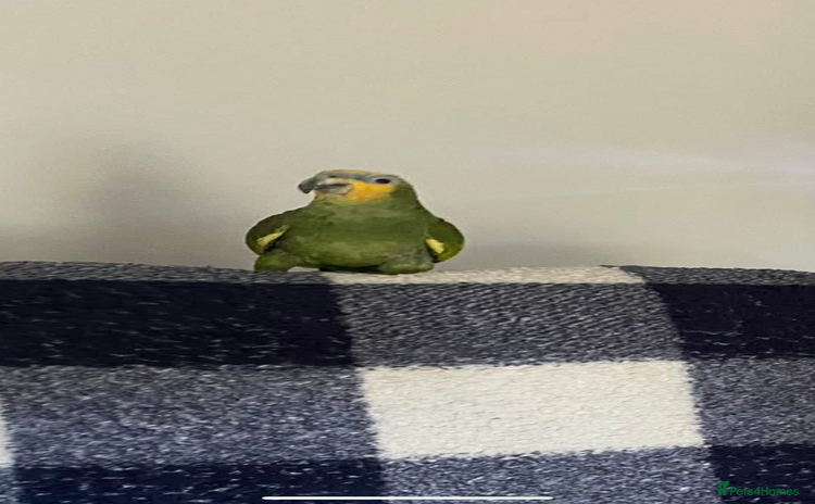 Parrots birds - Advert 2