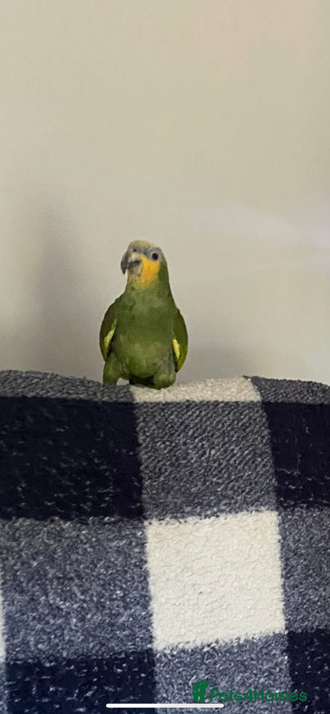 Parrots birds for sale: Stunning orange winged Amazon parrot with cage  - Image 1