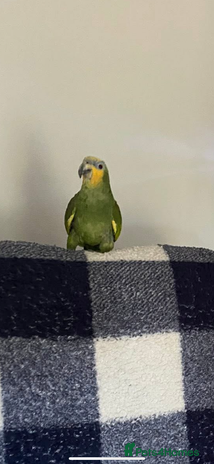 Parrots birds - Advert 15