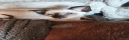 Siamese cats for sale: Gorgeous Siamese kittens!!! - Advert 15