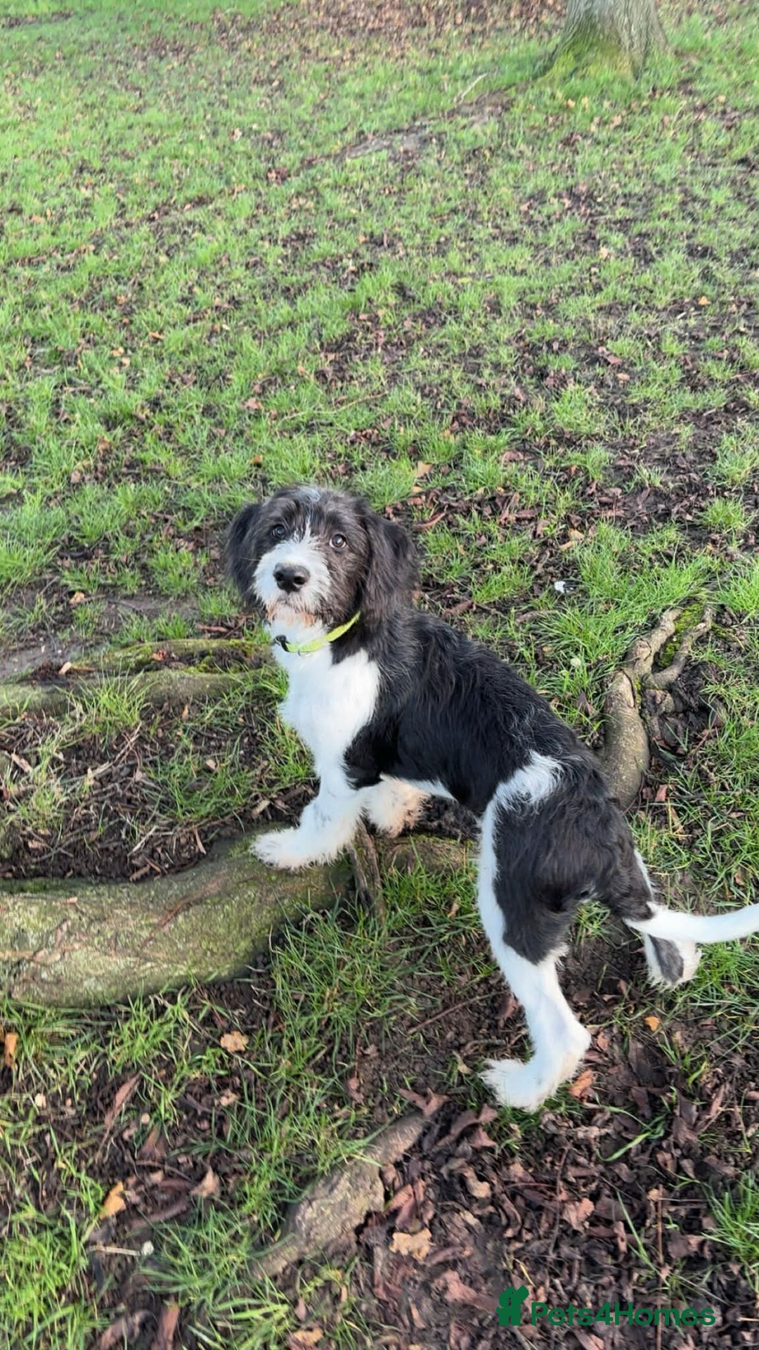 Mixed Breed dogs for sale: Unfortunately need to rehome - Advert 2