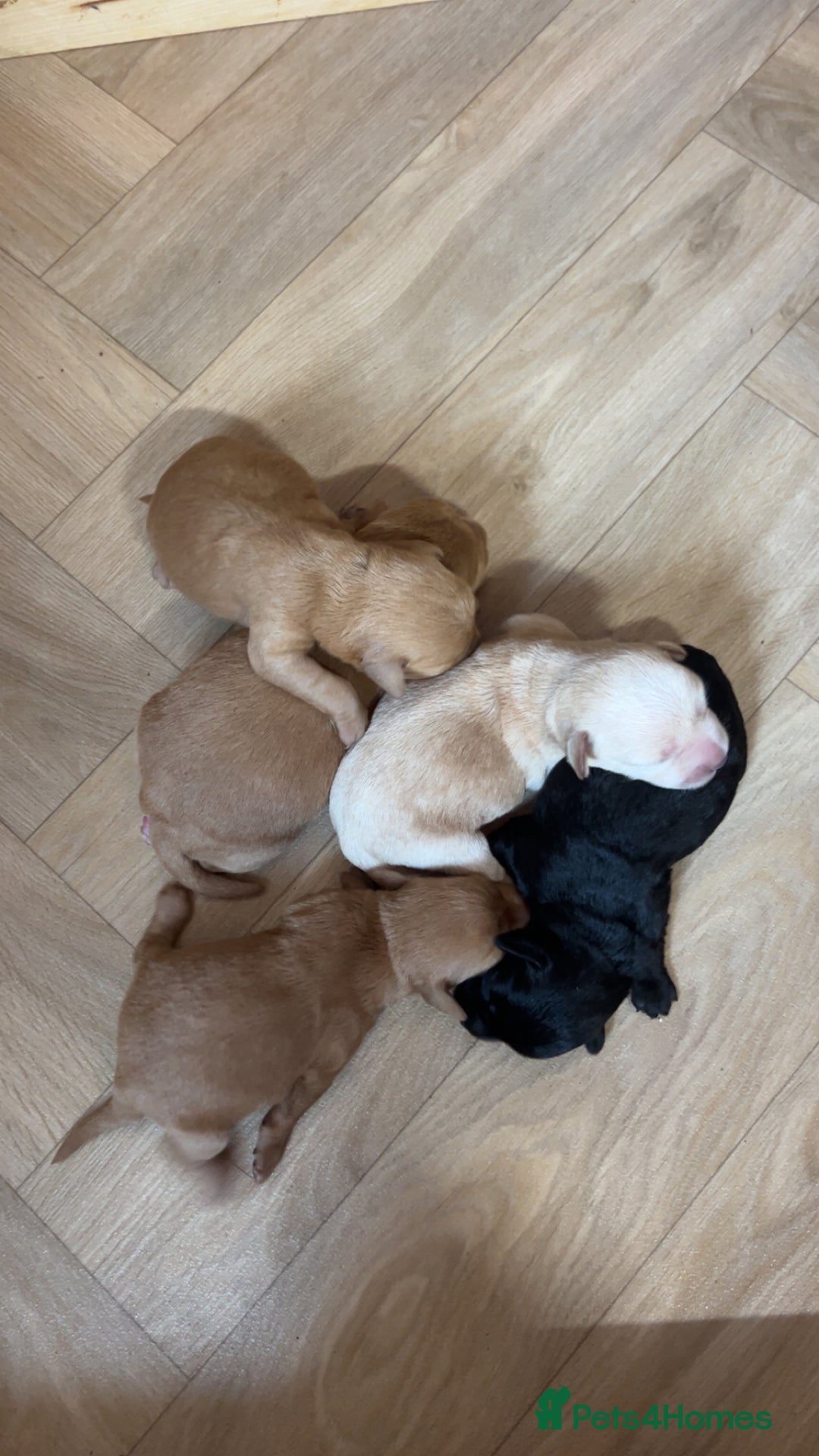 Mixed Breed dogs for sale: Miniature schnoodle pups  - Image 4