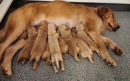 Golden Retriever dogs for sale: Meet our outstanding litter of Retriever puppies! - Advert 1