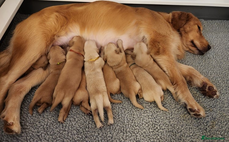 Golden Retriever dogs Meet our outstanding litter of Retriever puppies! - Advert 1