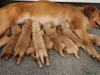 Golden Retriever dogs Meet our outstanding litter of Retriever puppies! - Advert 1