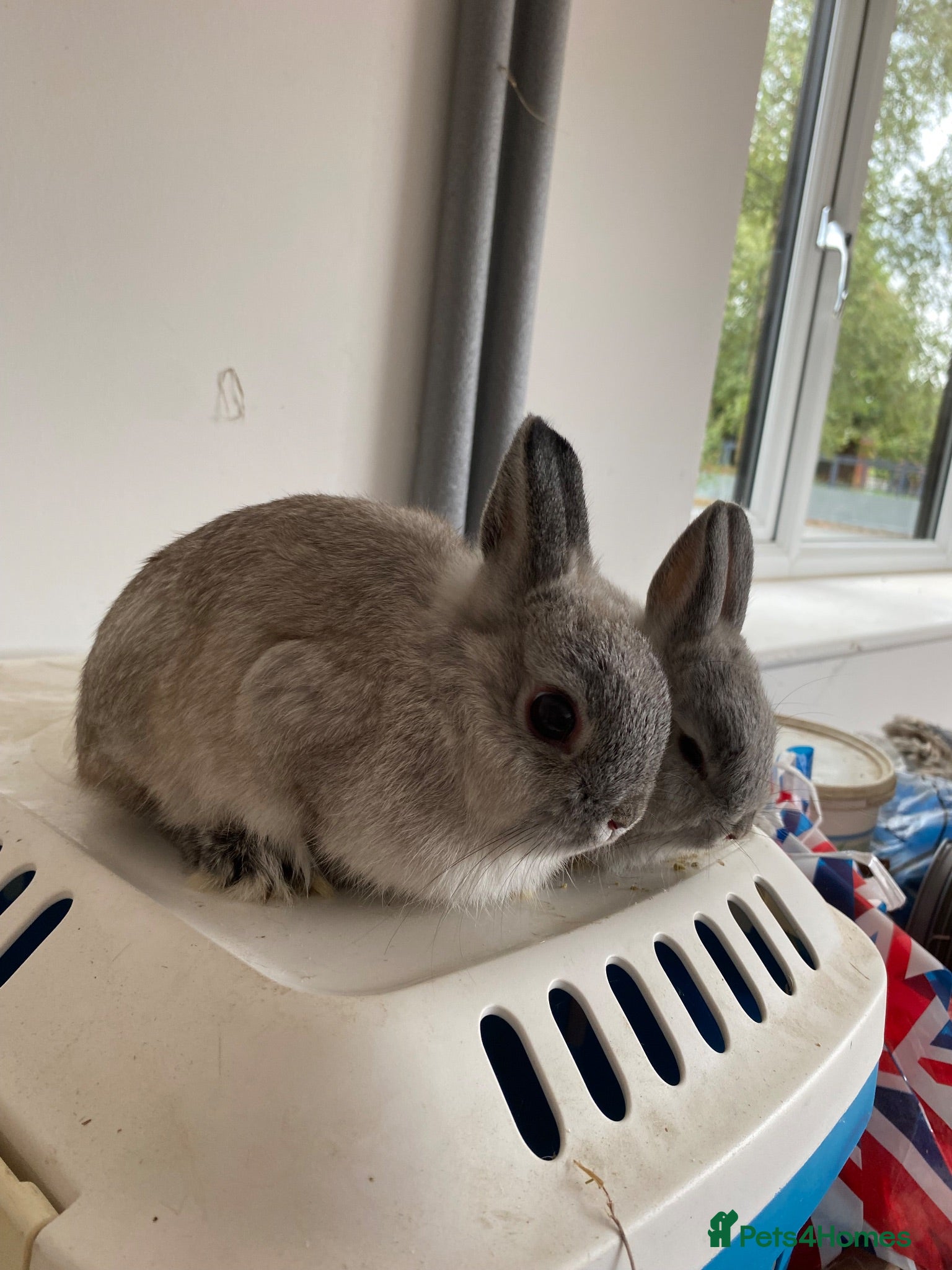 Netherland Dwarf rabbits Beautiful Netherland Dwarf baby bucks - Advert 15