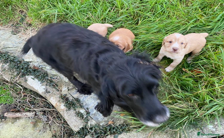 Cocker Spaniel dogs Champagne colour Working Cocker Spaniels  - Advert 6