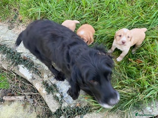 Cocker Spaniel dogs Champagne colour Working Cocker Spaniels - Advert 3