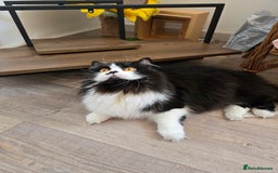 British Longhair cats for sale: GccfChampion black bi colour British longhair lady - Image 3