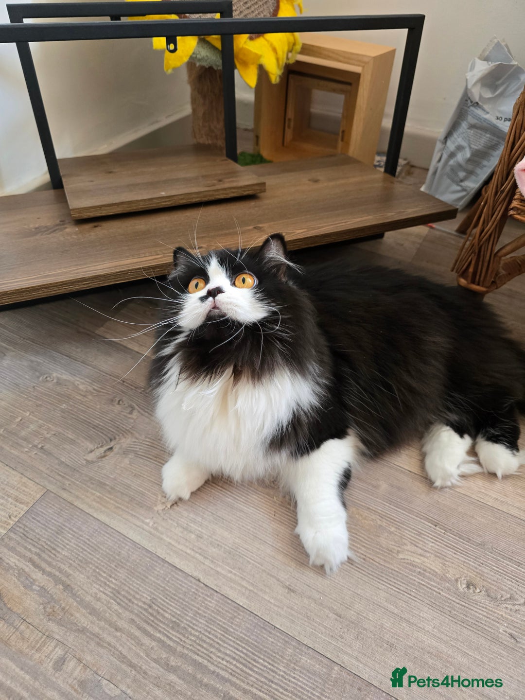 British Longhair cats for sale: GccfChampion black bi colour British longhair lady - Image 3