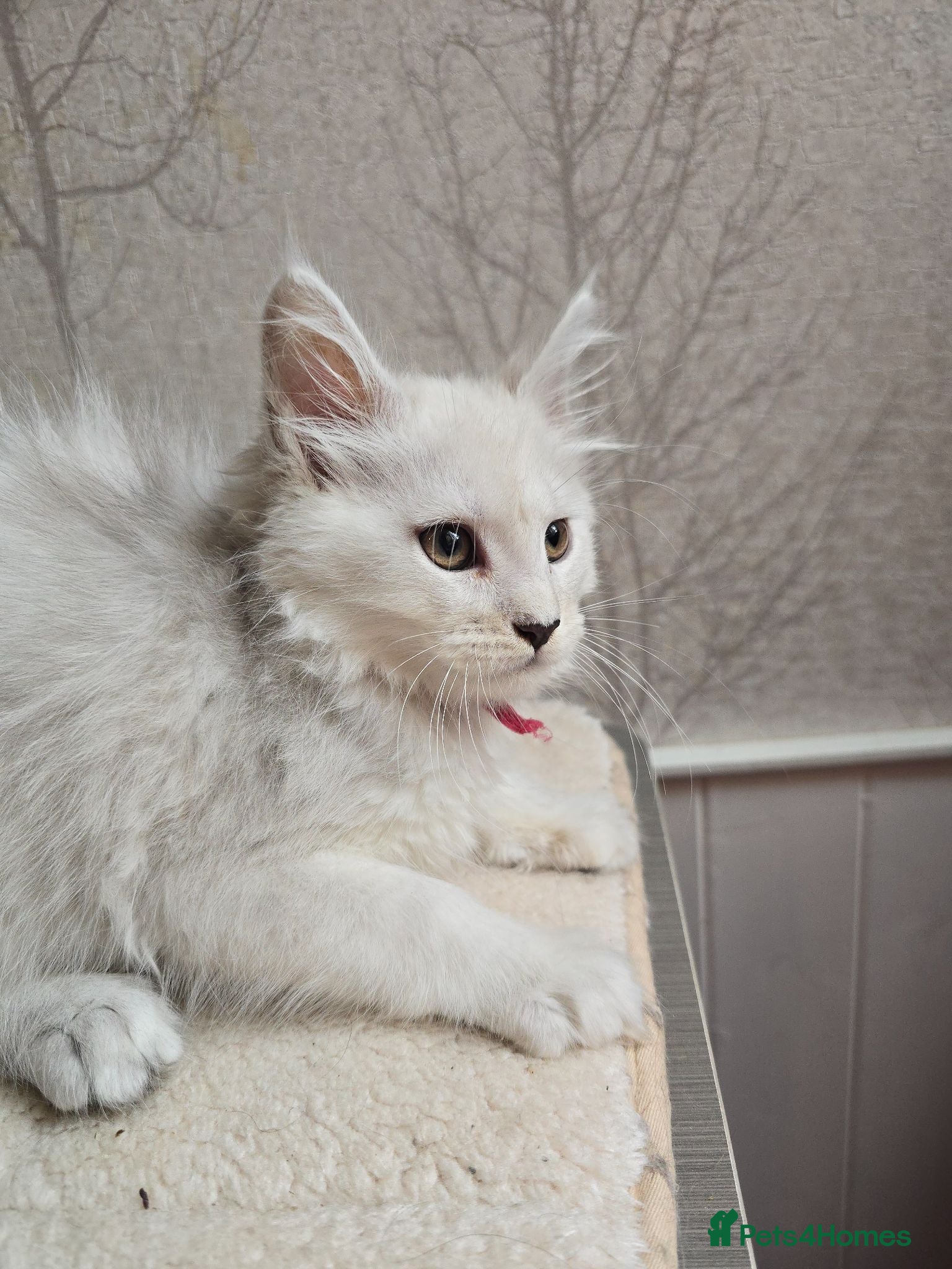 Maine Coon cats STUNNING RARE Maine Coons Shaded Shell Silver - Advert 1