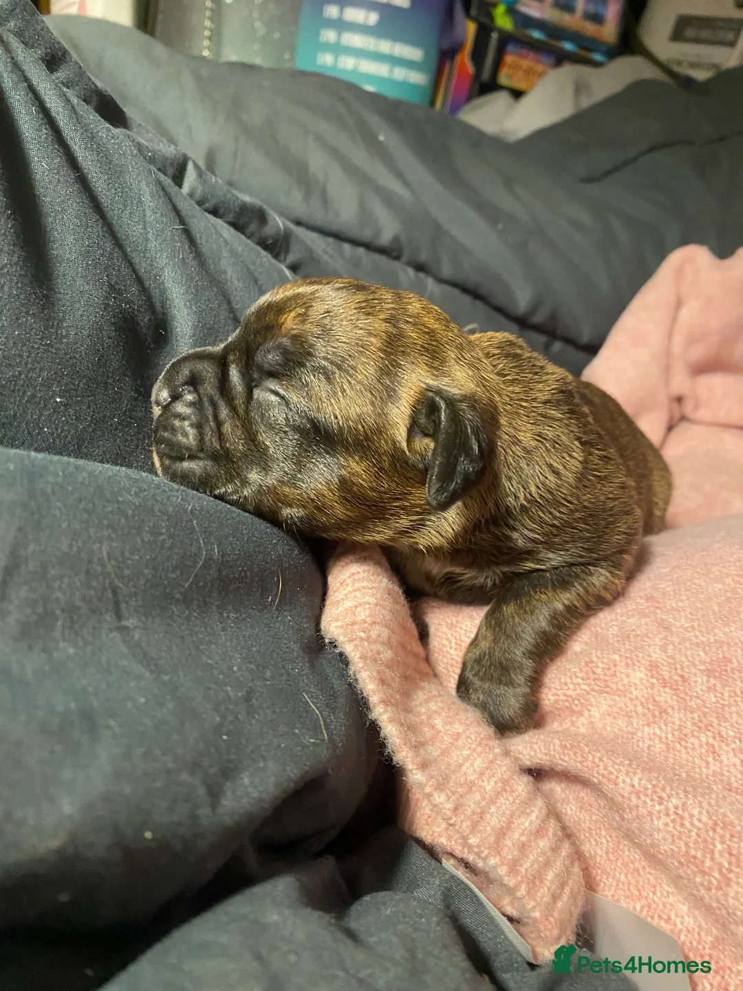 Mixed Breed dogs for sale: 🧬Kc reg mum black boxer & mini boxer pups 🤩 8wk - Advert 37