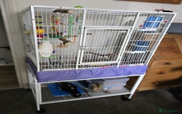 Budgerigars birds for sale: 💙Handsome Budgie Looking for His Perfect Match💛 - Image 6