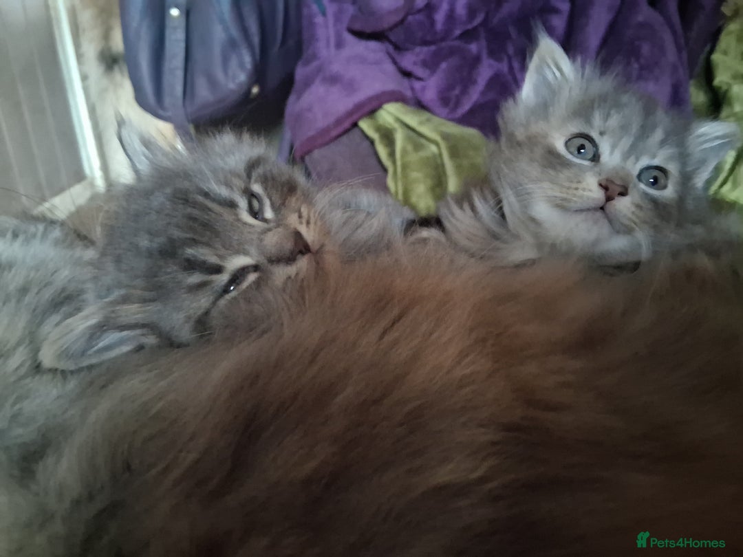 Mixed Breed cats for sale: AWESOME FLUFFY CHUNKY NORWEGIAN FOREST CAT X - Advert 36