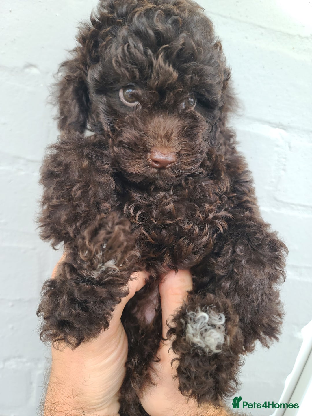 Cavapoo dogs for sale: Waitlist Jan/Feb 26.  F1B Cavapoo. Health Tested  - Advert 5
