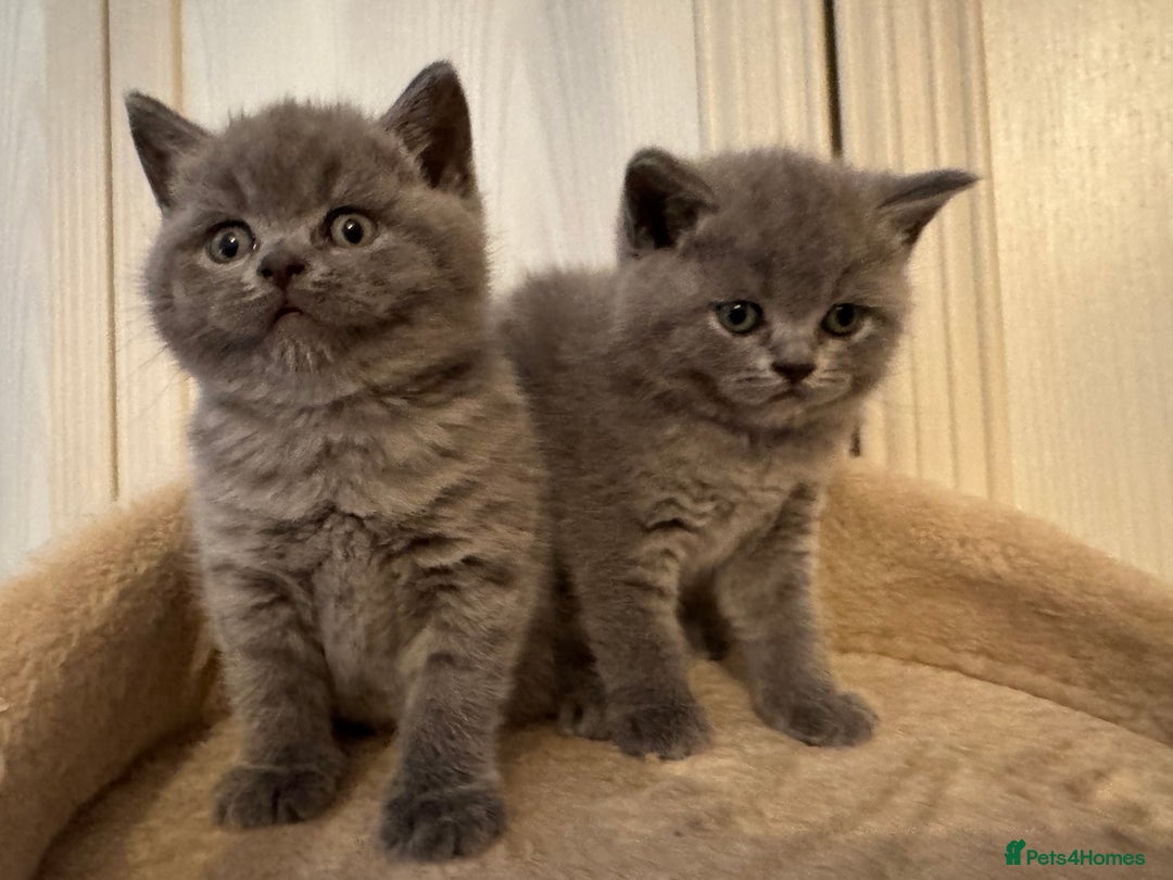 British Shorthair cats for sale: 💙 GCCF British Blue Boys – Ready Soon 💙 - Image 4