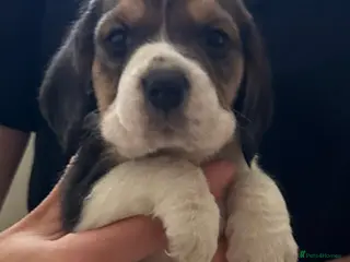 Beagle dogs Charterwood/Duffose Show win Kc registered, ,, - Advert 4