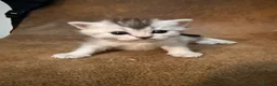 Mixed Breed cats for sale: British Shorthair Mixed Kittens  - Advert 8