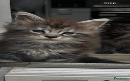 Maine Coon cats for sale: 2 xl tica active mainecoon kittens  - Image 9