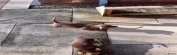 Dachshund dogs for sale: Beautiful Daschund Puppies ready for a new home - Advert 5