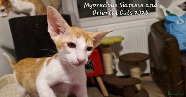 Oriental cats - Advert 2