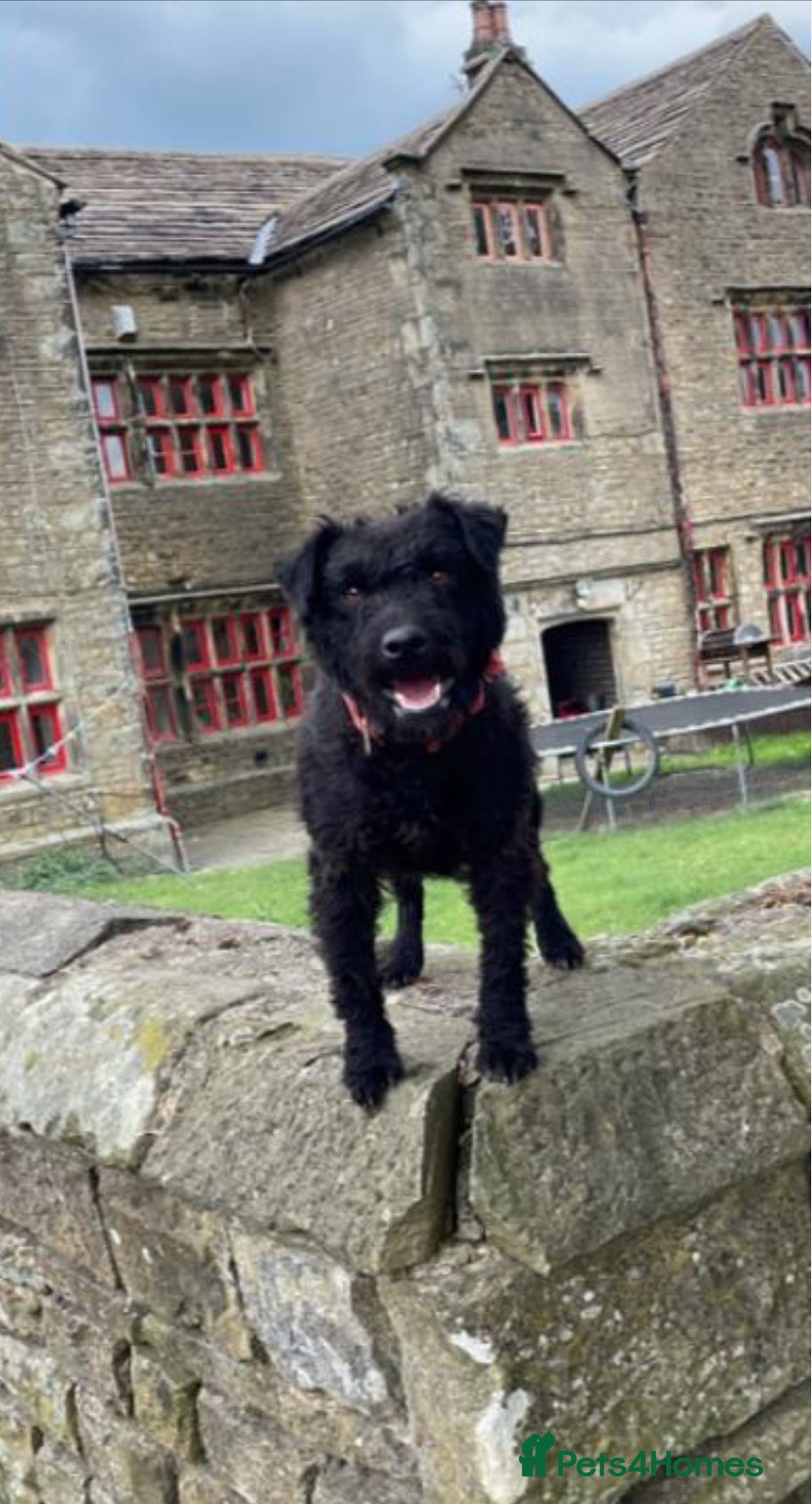 Patterdale Terrier dogs Patterdale terrier pups - Advert 6