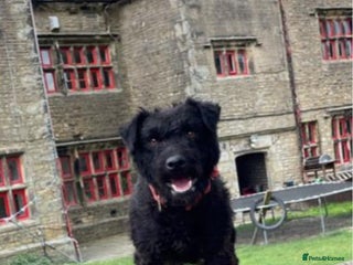 Patterdale Terrier dogs Patterdale terrier pups - Advert 1