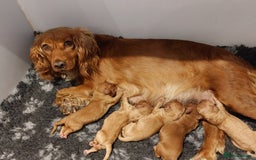 Cocker Spaniel dogs for sale: Red working cocker pups - Image 6