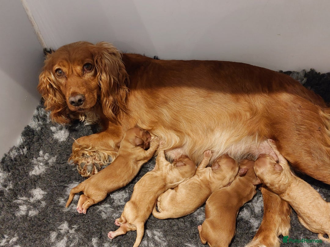 Cocker Spaniel dogs for sale: Red working cocker pups - Image 6