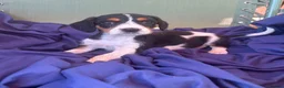 Jack Russell dogs for sale: Beautiful jack russell puppies ready now - Advert 31