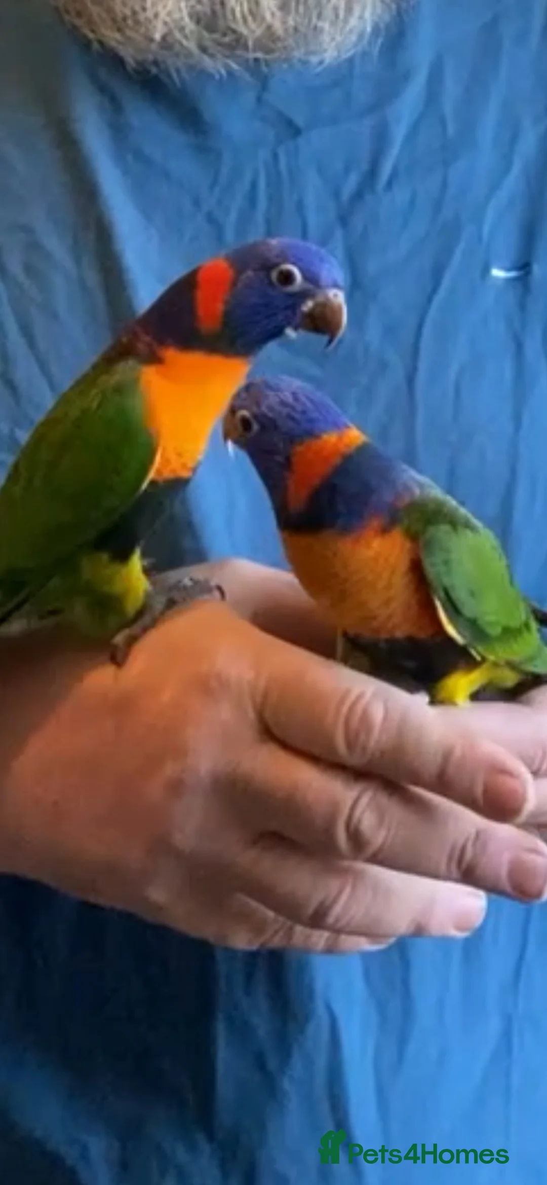 Lories birds for sale: Red collared lorikeet Baby’s Hand Raised Hand Tame - Advert 1