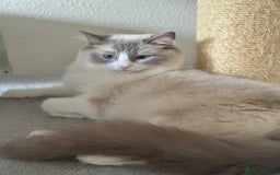 Ragdoll cats for sale: Retired Queen - Image 2