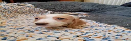 Cocker Spaniel dogs for sale: 3 beautiful cocker boys left  - Advert 7