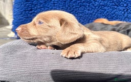 Dachshund dogs for sale: STUNNING MINIATURE KC REG PRA CLR - Image 5