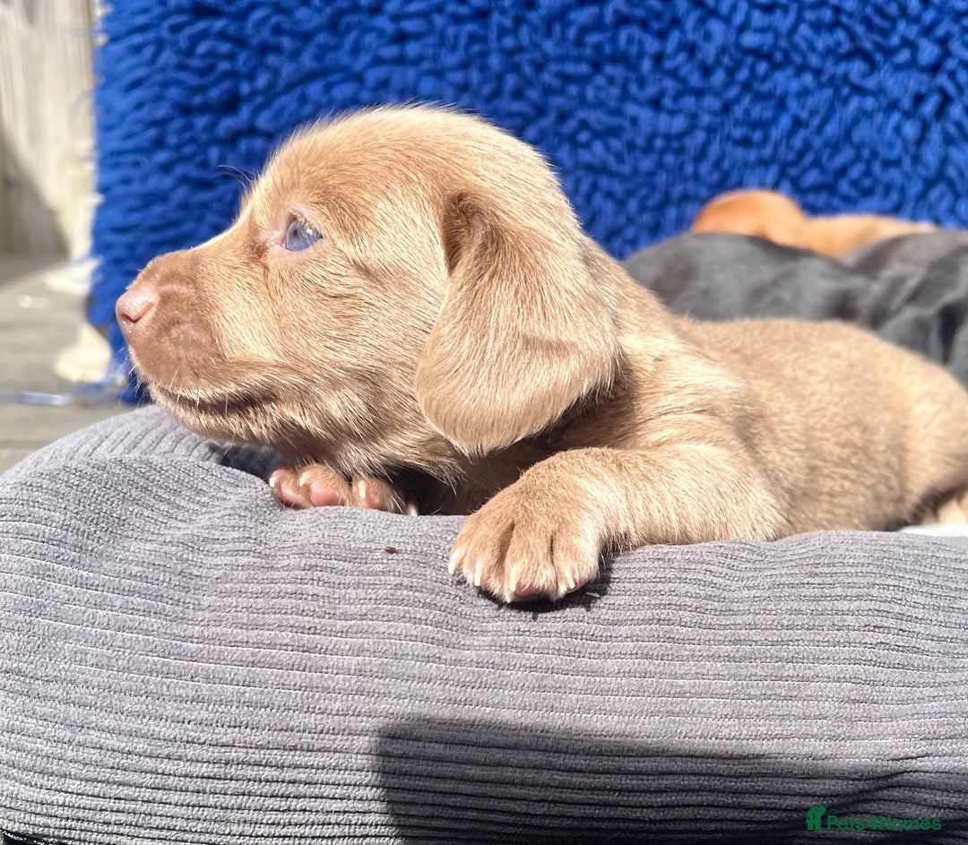 Dachshund dogs for sale: STUNNING MINIATURE KC REG PRA CLR - Image 5