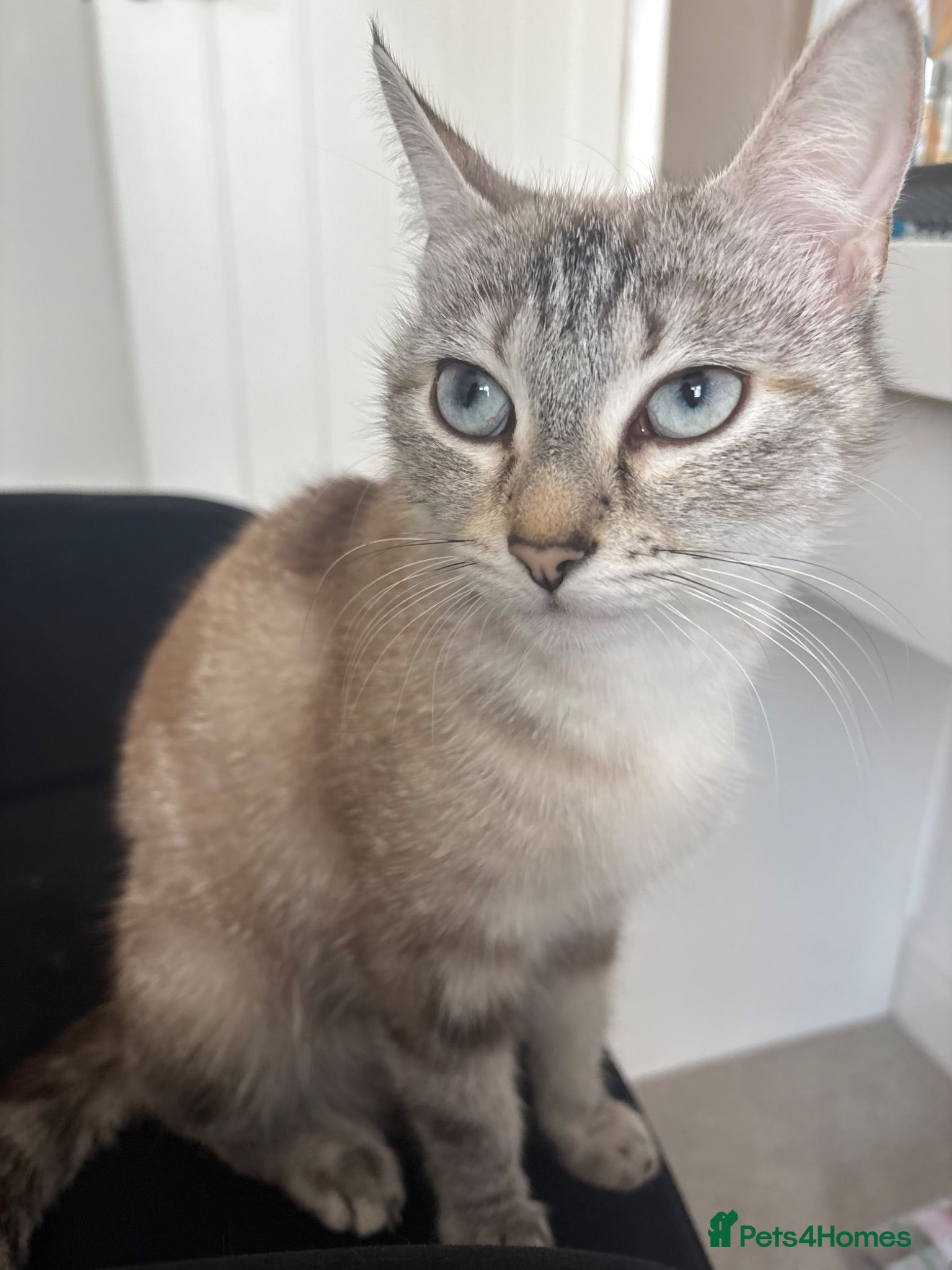 Mixed Breed cats 1 male kitten left  - Advert 3