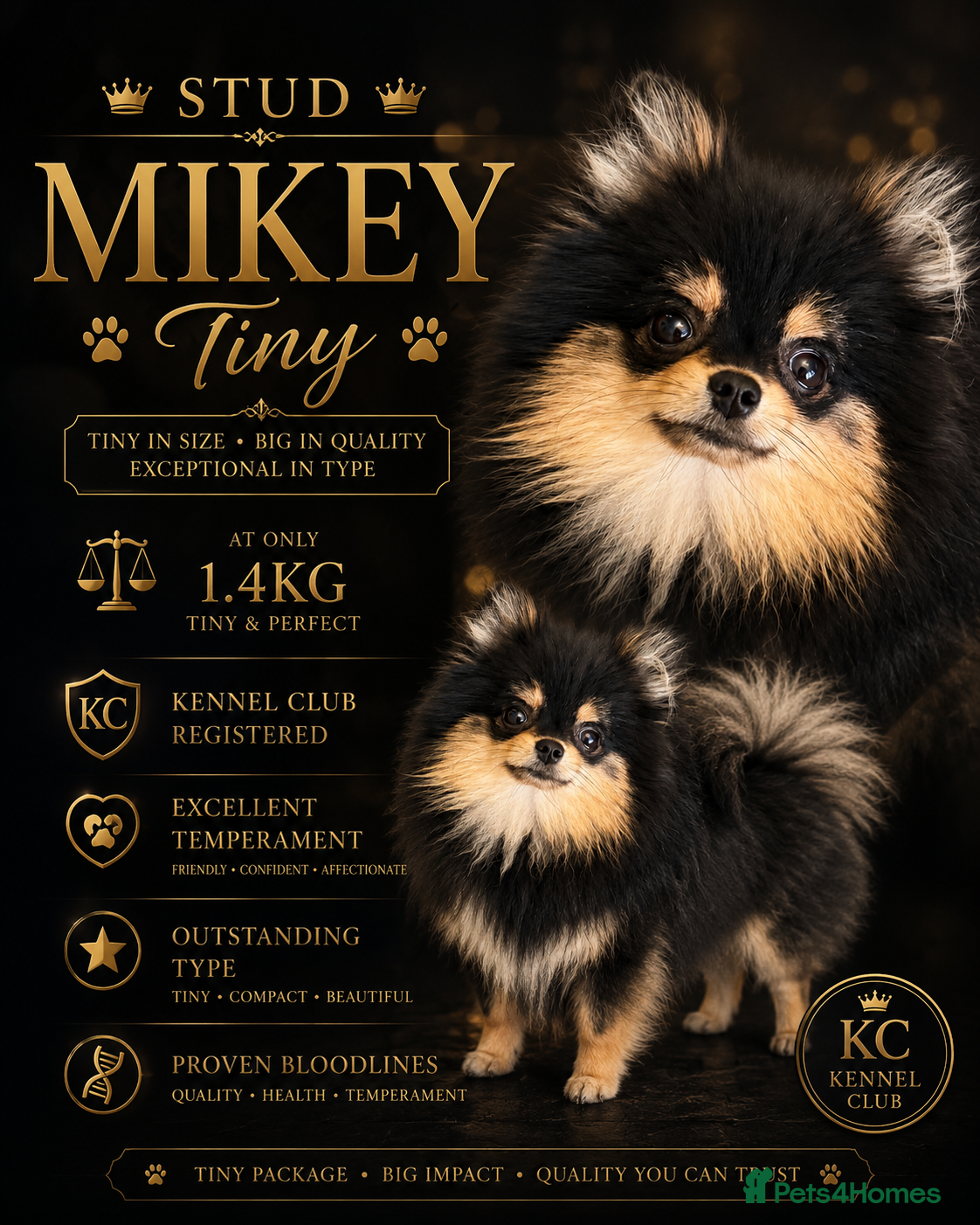 Pomeranian dogs stunning tiny 1.2kg pom stud boy  - Advert 12