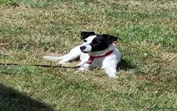 Jack Russell dogs for adoption: Brazen - Fakenham Norfolk  - Image 3