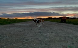 Saint Bernard dogs for stud: PROVEN STUD!! - Image 2