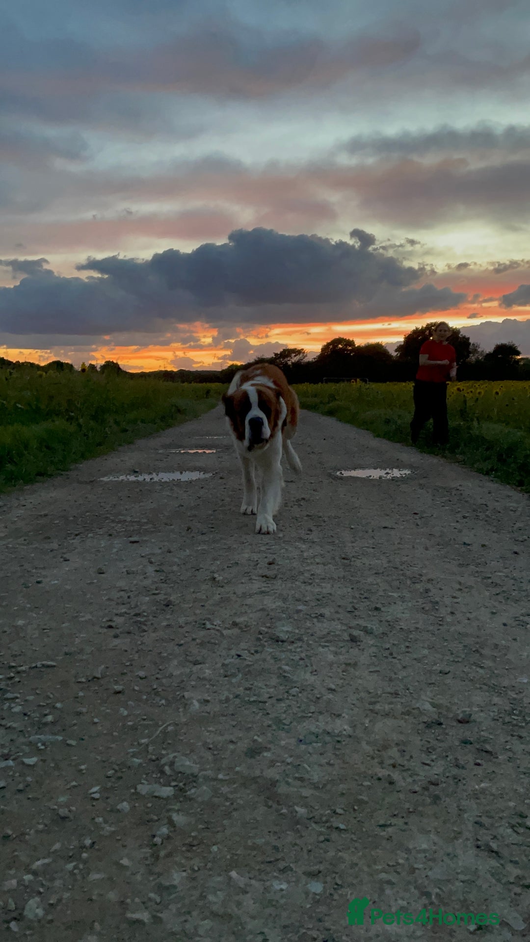 Saint Bernard dogs for stud: PROVEN STUD!! - Image 2