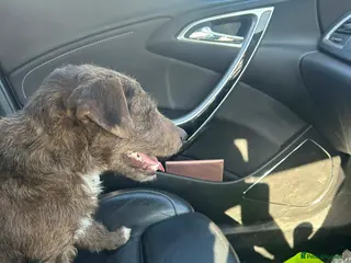 Jack Russell dogs 8 month jack Russell Male - Advert 2