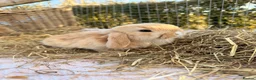 Mini Lop rabbits for sale: Gorgeous mini Lop babies  - Advert 25