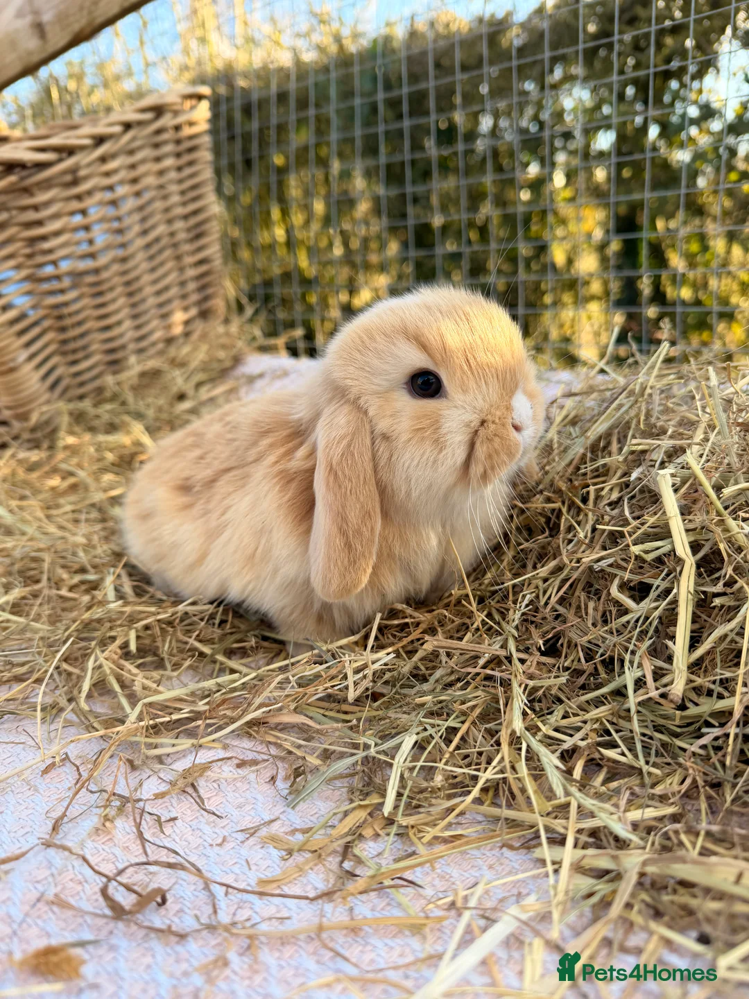 Mini Lop rabbits for sale: Gorgeous mini Lop babies  - Advert 25