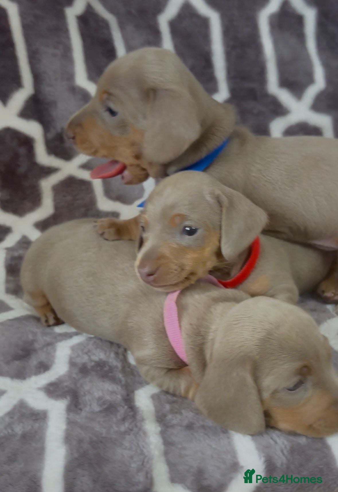 Miniature Dachshund dogs KC Registered Miniature Dachshund Puppies  - Advert 12